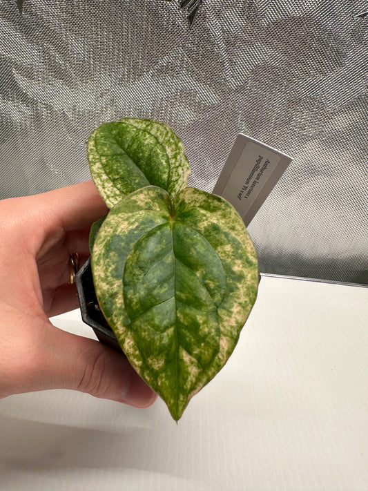Variegated luxurians x papillilaminum 'FS' S1 JV