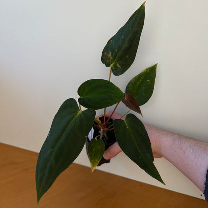 Anthurium papillilaminum 'Ree Gardens' x sp. nov. 'DF'