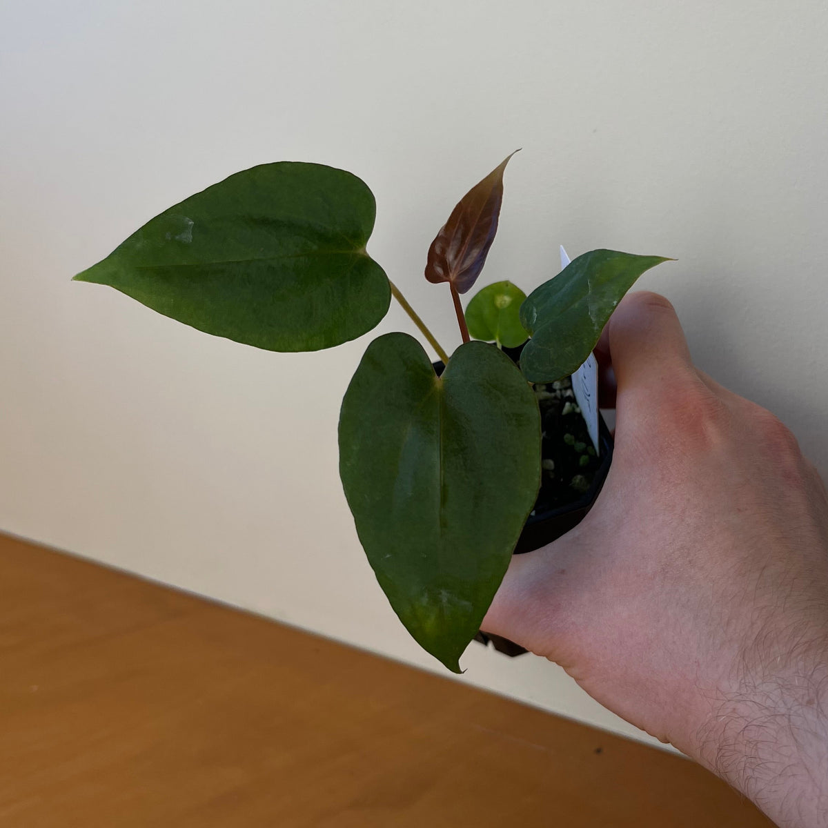 Anthurium papillilaminum 'Ree Gardens' x sp. nov. 'DF'