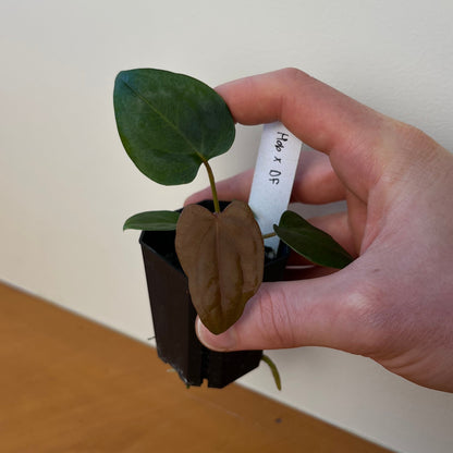 Anthurium 'Hobgoblin' x Anthurium sp. nov. 'DF'