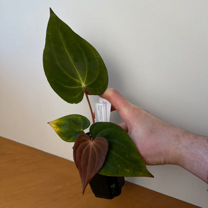 Anthurium papillilaminum 'Voldemort S1' x carlablackiae 'Arachne'