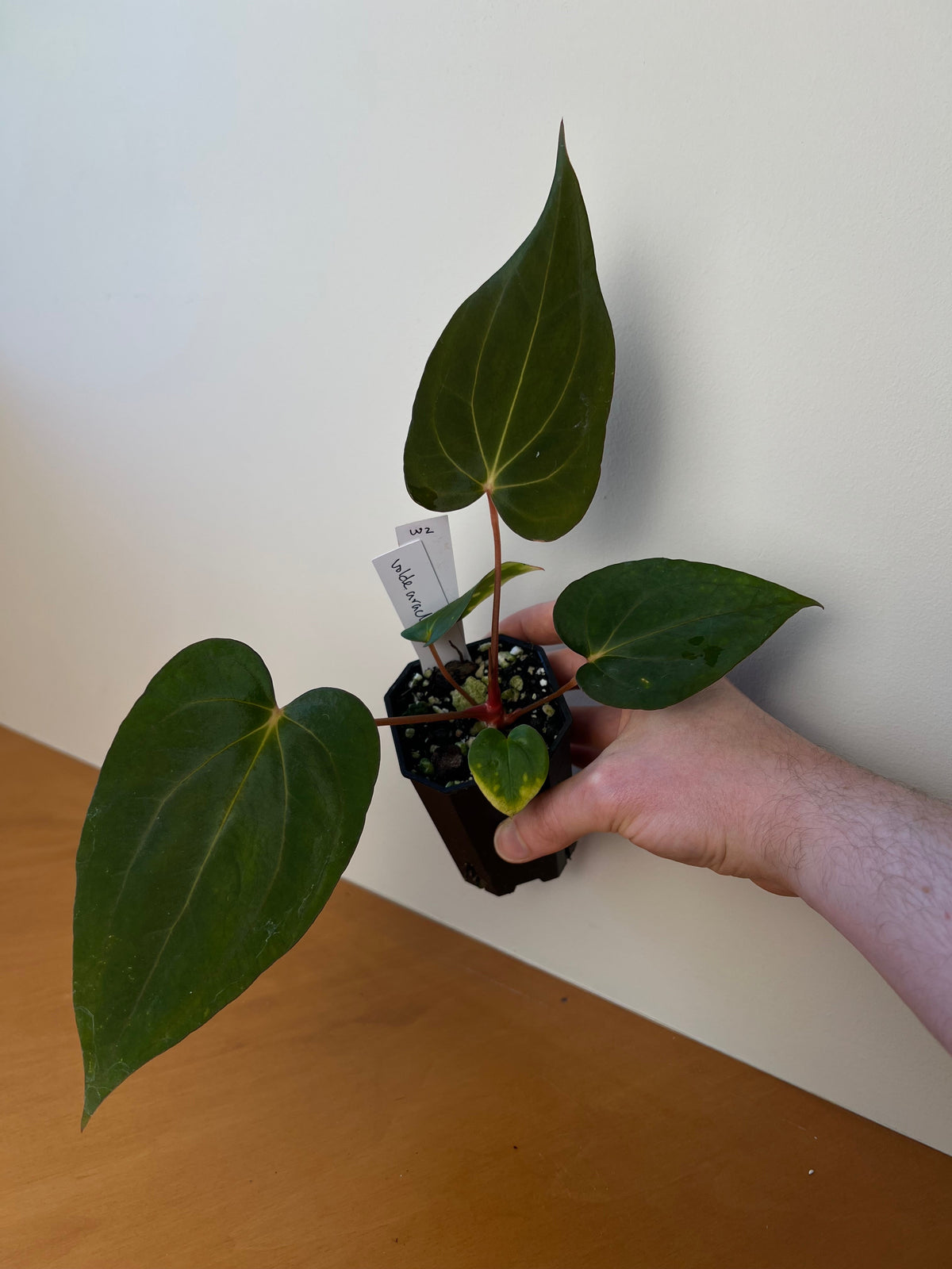 Anthurium papillilaminum 'Voldemort S1' x carlablackiae 'Arachne'