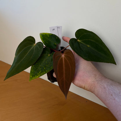 Anthurium papillilaminum 'Voldemort S1' x carlablackiae 'Arachne'