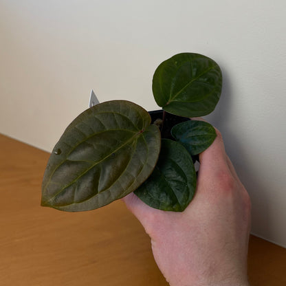 Anthurium radicans x 'Wonderboy A'