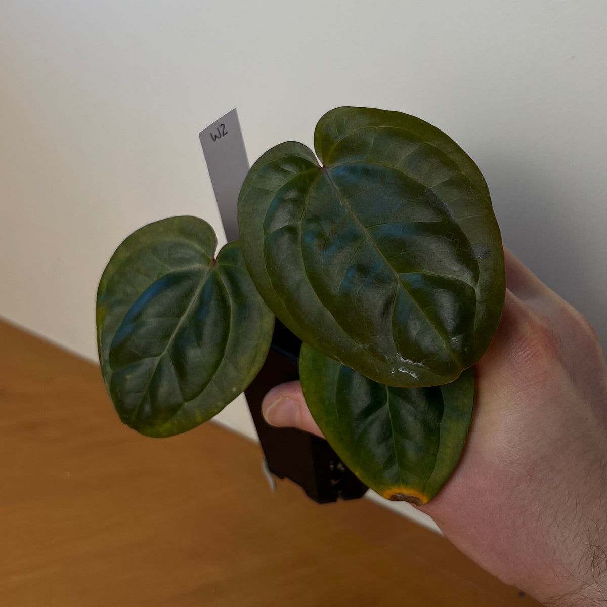 Anthurium radicans x 'Wonderboy A'