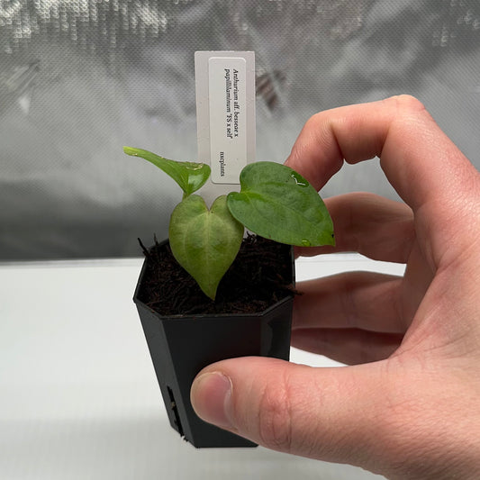 Anthurium besseae aff x papillilaminum 'FS' S1 *GROWERS CHOICE*