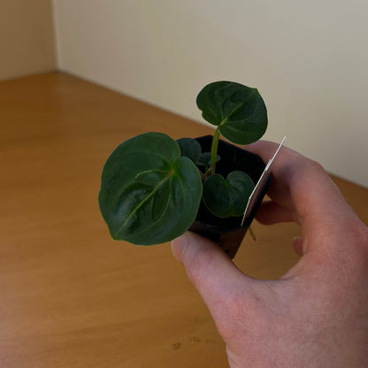 Anthurium Wonderboy A S1 x King of Spades/HU