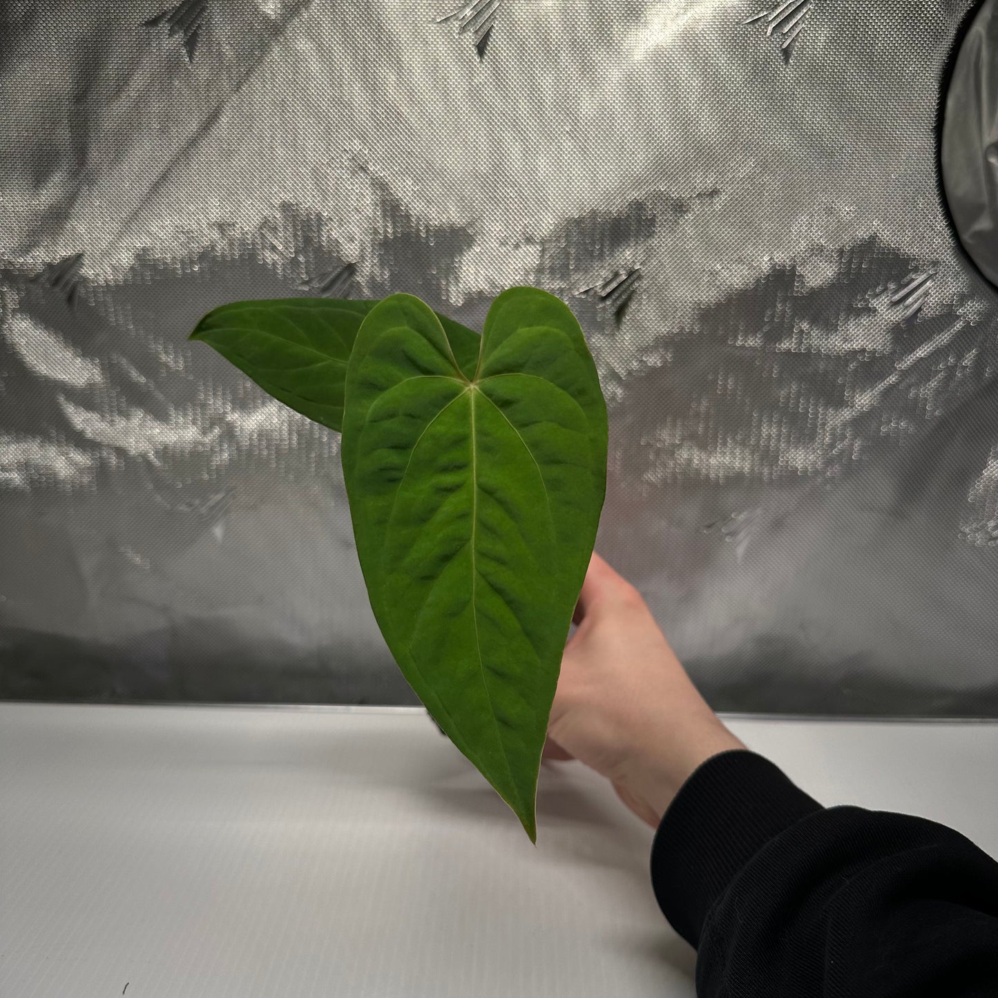 Anthurium sp. 'Tarapato velvet'