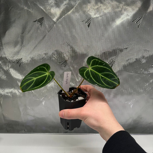 Anthurium regale