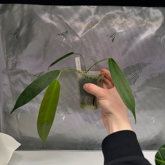 Anthurium wendlingeri