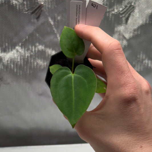 Anthurium antolakii x carlablackiae ("Arachne")