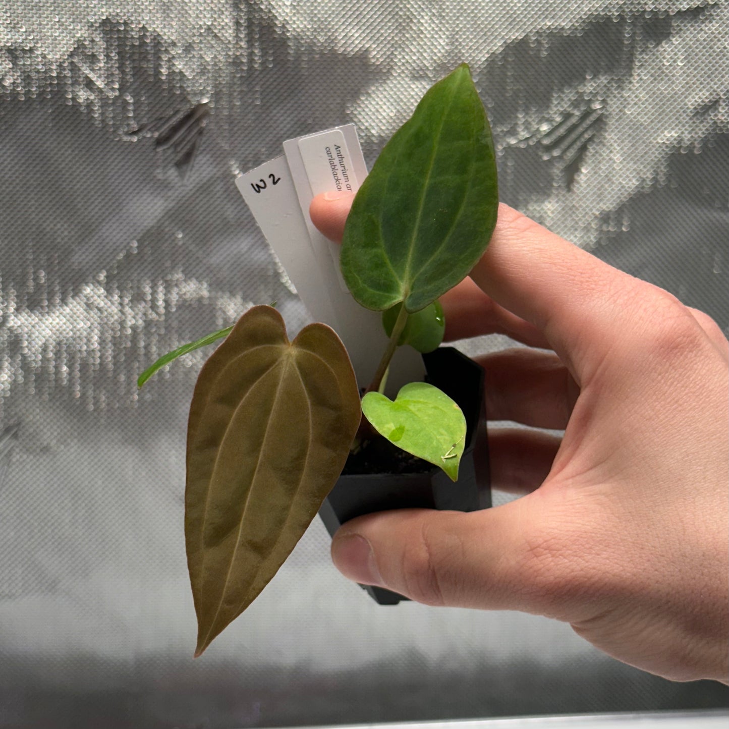 Anthurium antolakii x carlablackiae ("Arachne")