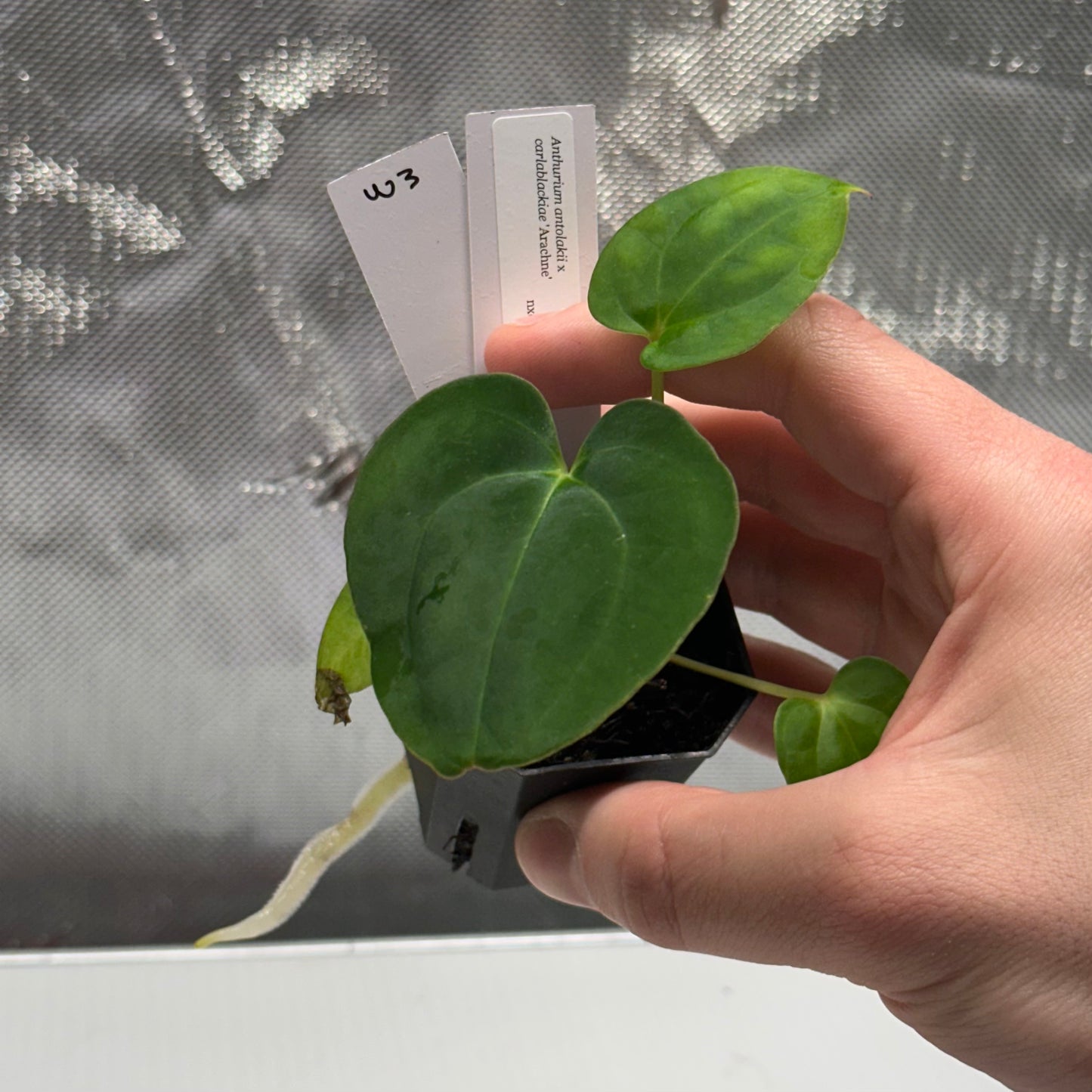 Anthurium antolakii x carlablackiae ("Arachne")