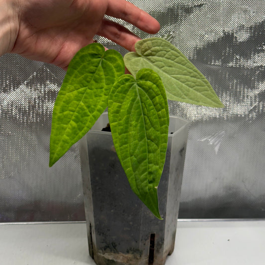 Anthurium rotolanteanum