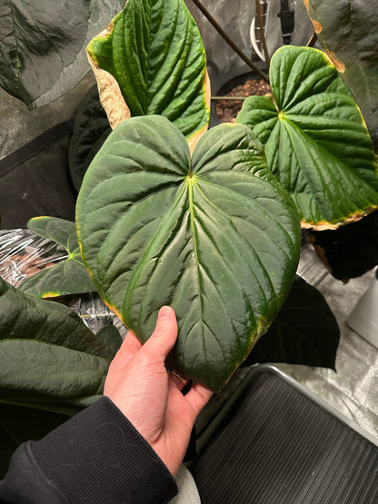 Anthurium kunayalense (PM5xPM3)