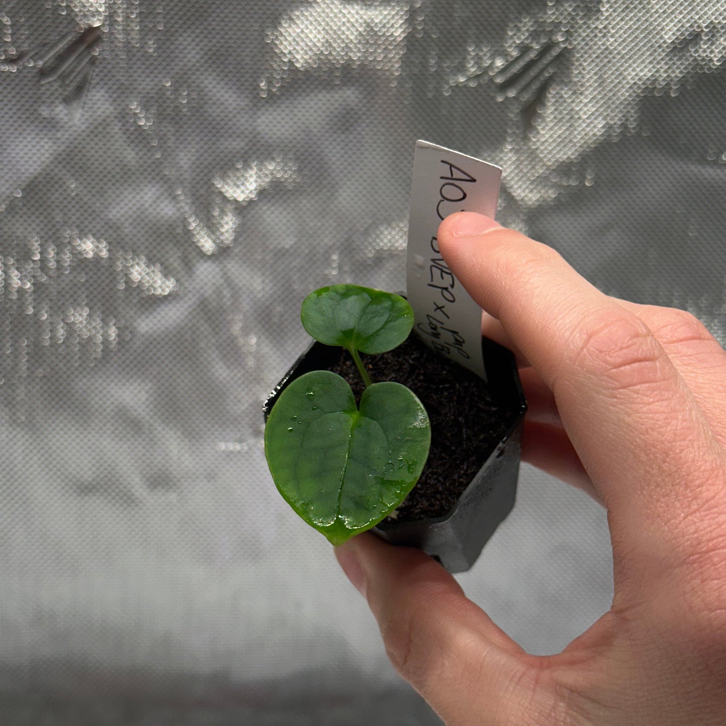 Anthurium (AOS x antolakii) x papillilaminum 'Long Bullet' seedling *GROWERS CHOICE*