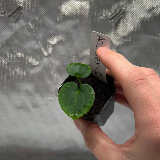 Anthurium (AOS x antolakii) x papillilaminum 'Long Bullet' seedling *GROWERS CHOICE*