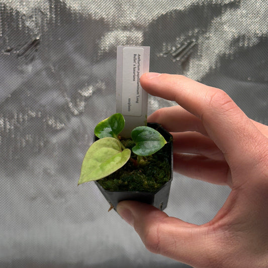 Anthurium papillilaminum 'Long Bullet' x luxurians *GROWERS CHOICE*