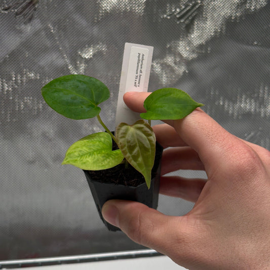 Anthurium besseae aff x papillilaminum 'FS' S1 *GROWERS CHOICE*