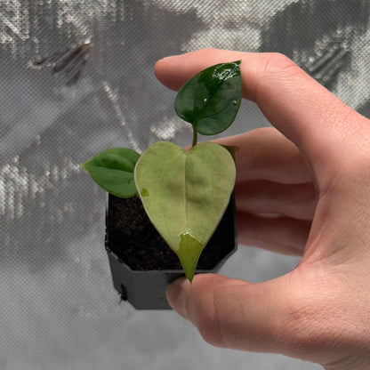 Anthurium sp. Napo x papillilaminum 'RA5 S1' *GROWERS CHOICE*