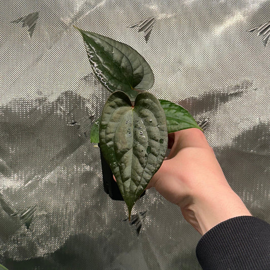 Anthurium luxurians x papillilaminum