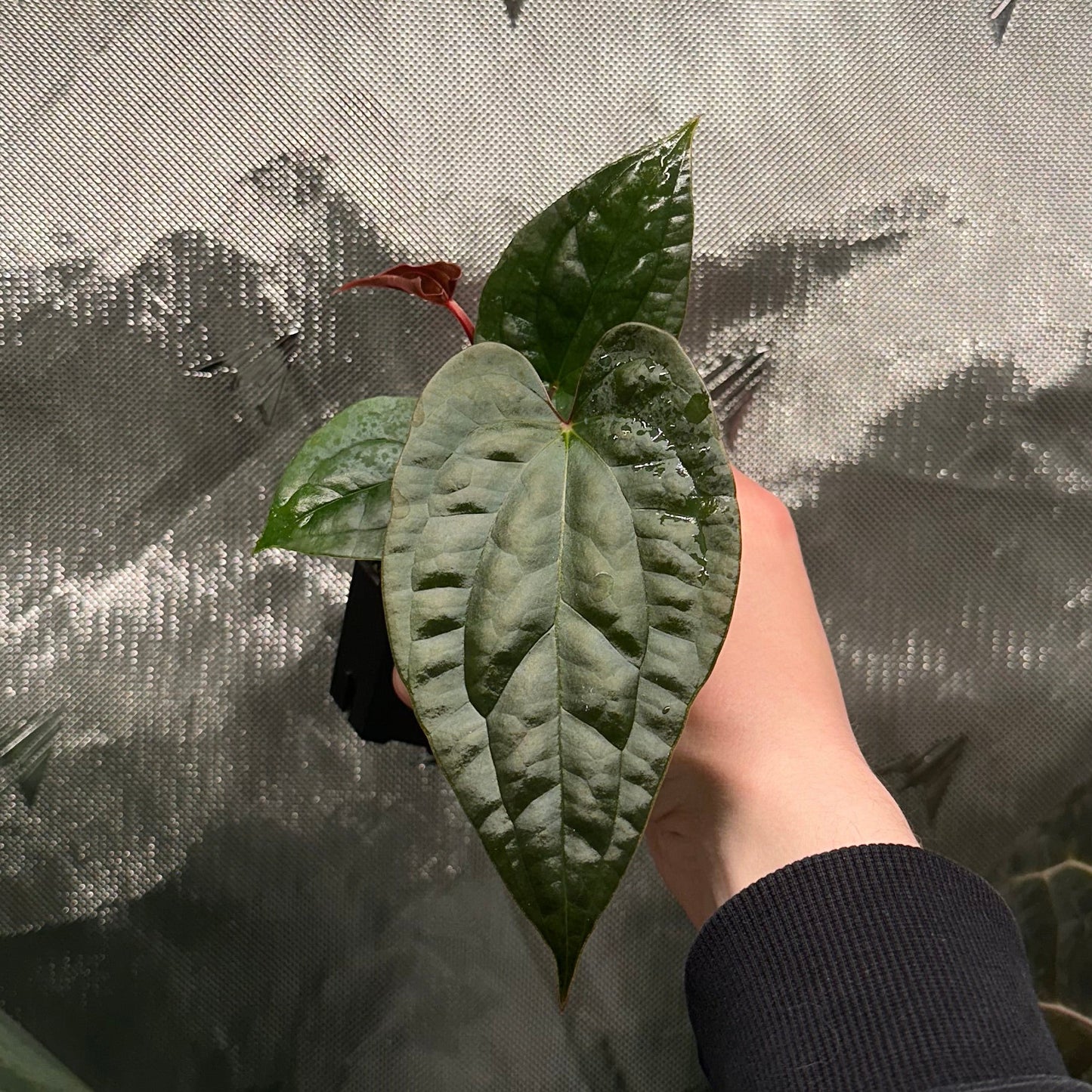 Anthurium luxurians x papillilaminum