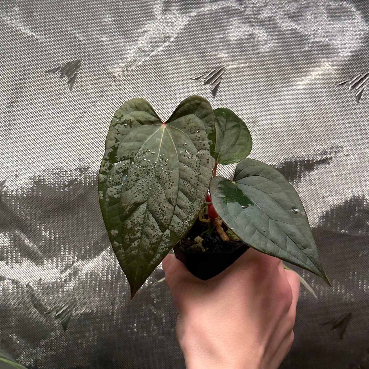 Anthurium luxurians x papillilaminum