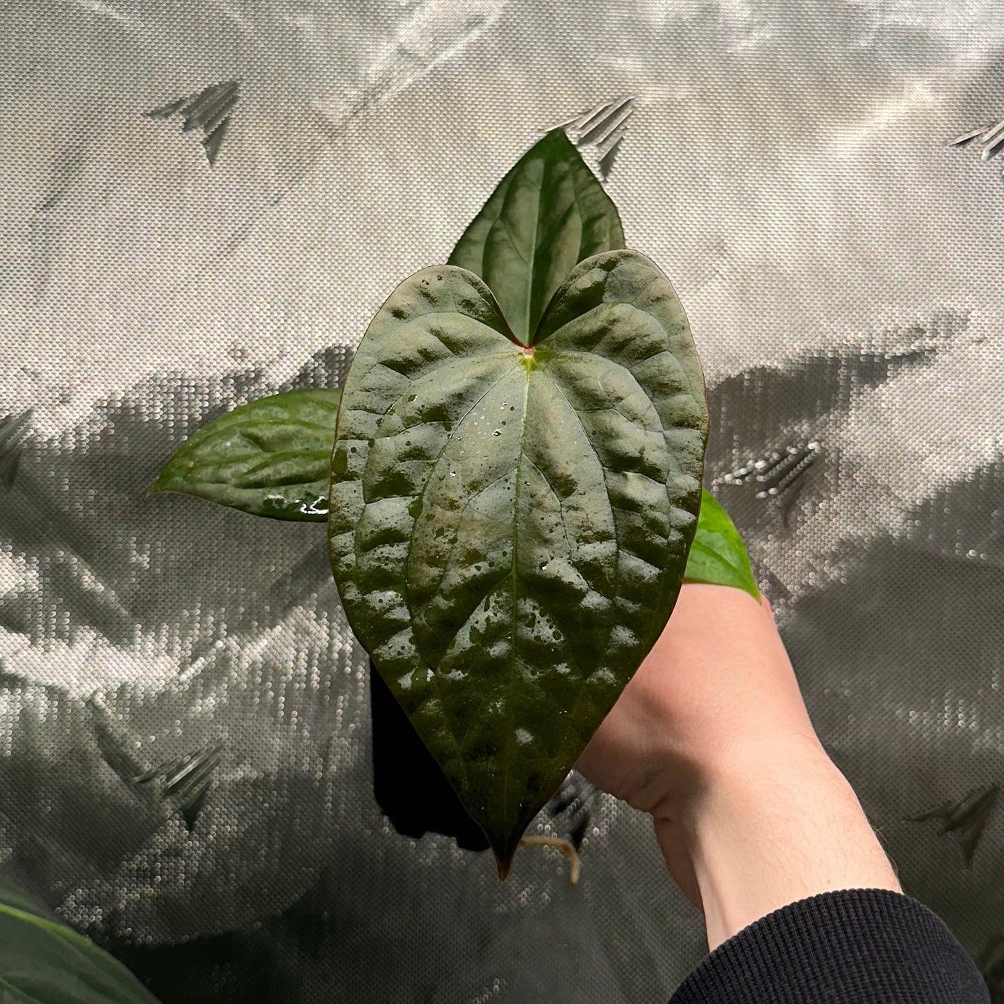 Anthurium luxurians x papillilaminum