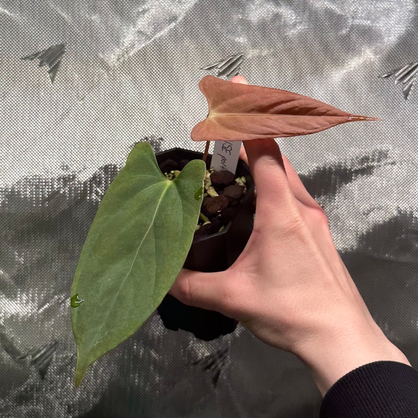 Anthurium portillae ‘NSE’ clone