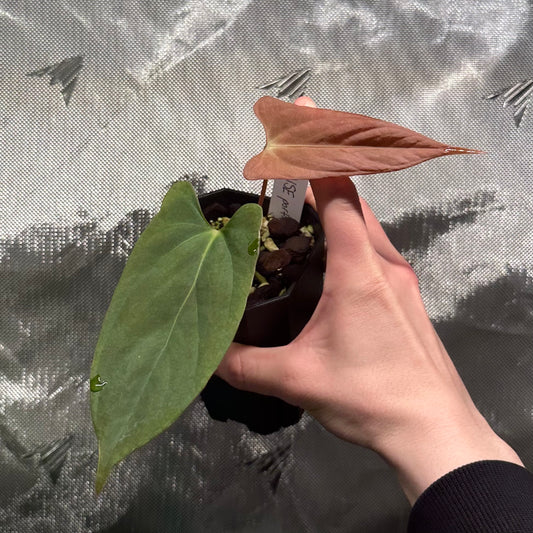 Anthurium portillae ‘NSE’ clone