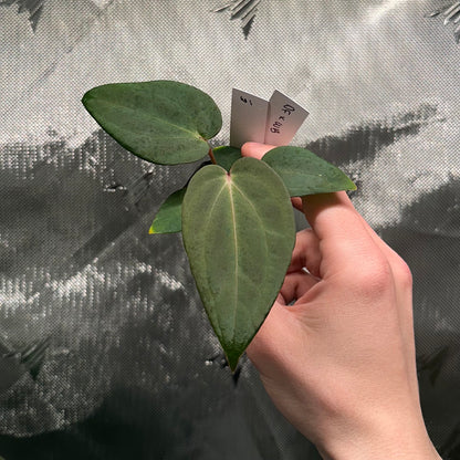 Anthurium sp. nov. 'DF' x Wonderboy A S1 seedling