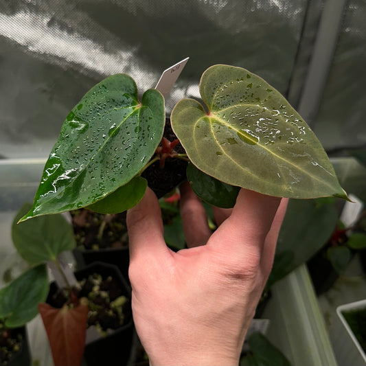 Anthurium besseae aff x papillilaminum 'FS' S1