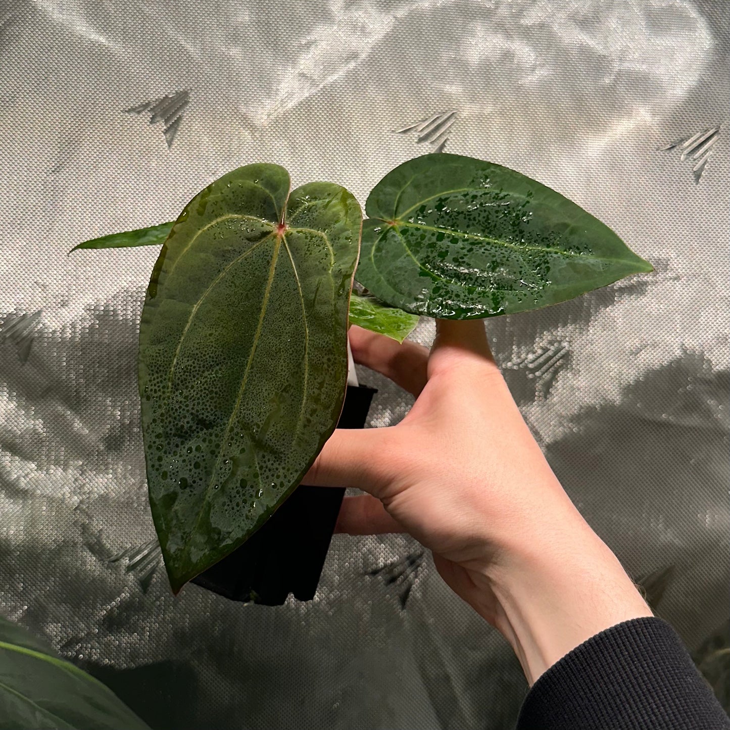 Anthurium 'Hobgoblin' x 'Wonderboy A S1' #1