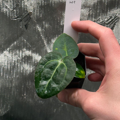 Anthurium sp. "Scott besseae aff" x carlablackiae 'RA6xRA5'
