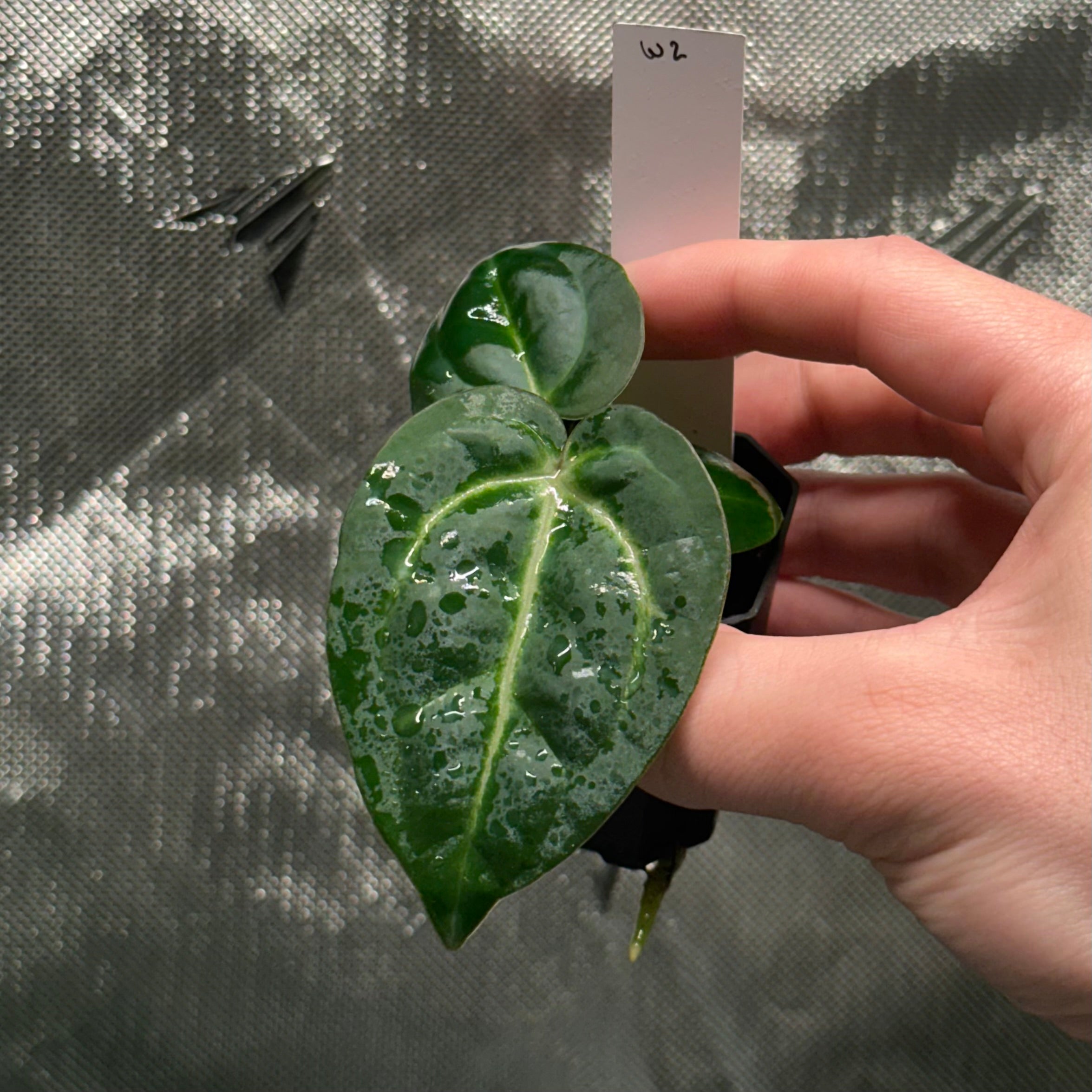 nxcplants.com