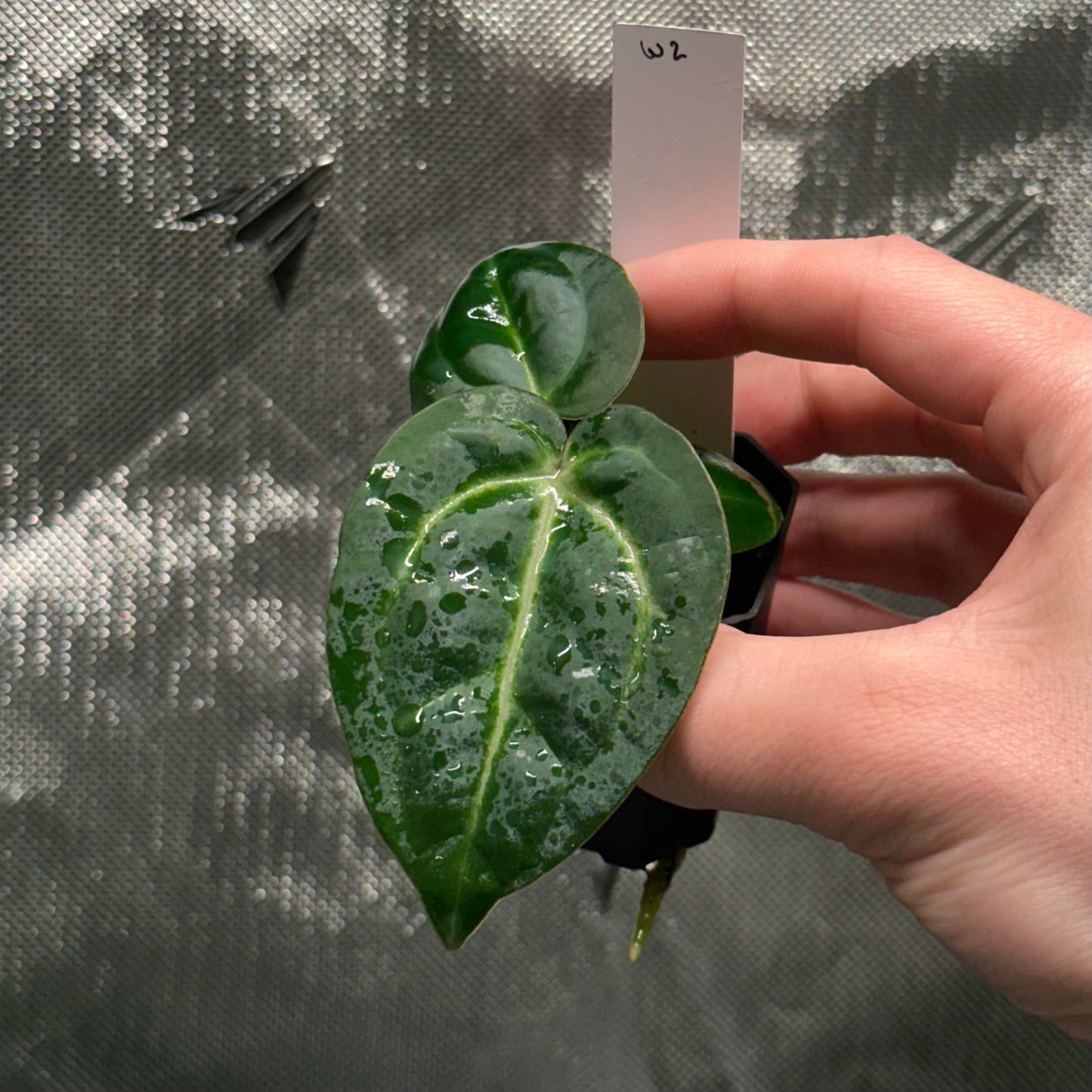 Anthurium sp. "Scott besseae aff" x carlablackiae 'RA6xRA5'