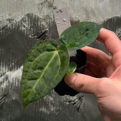Anthurium sp. "Scott besseae aff" x carlablackiae 'RA6xRA5'