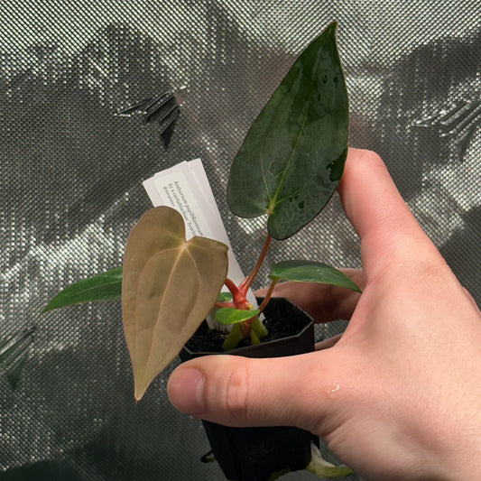 Anthurium papillilaminum 'Voldemort S1' x carlablackiae 'Arachne'