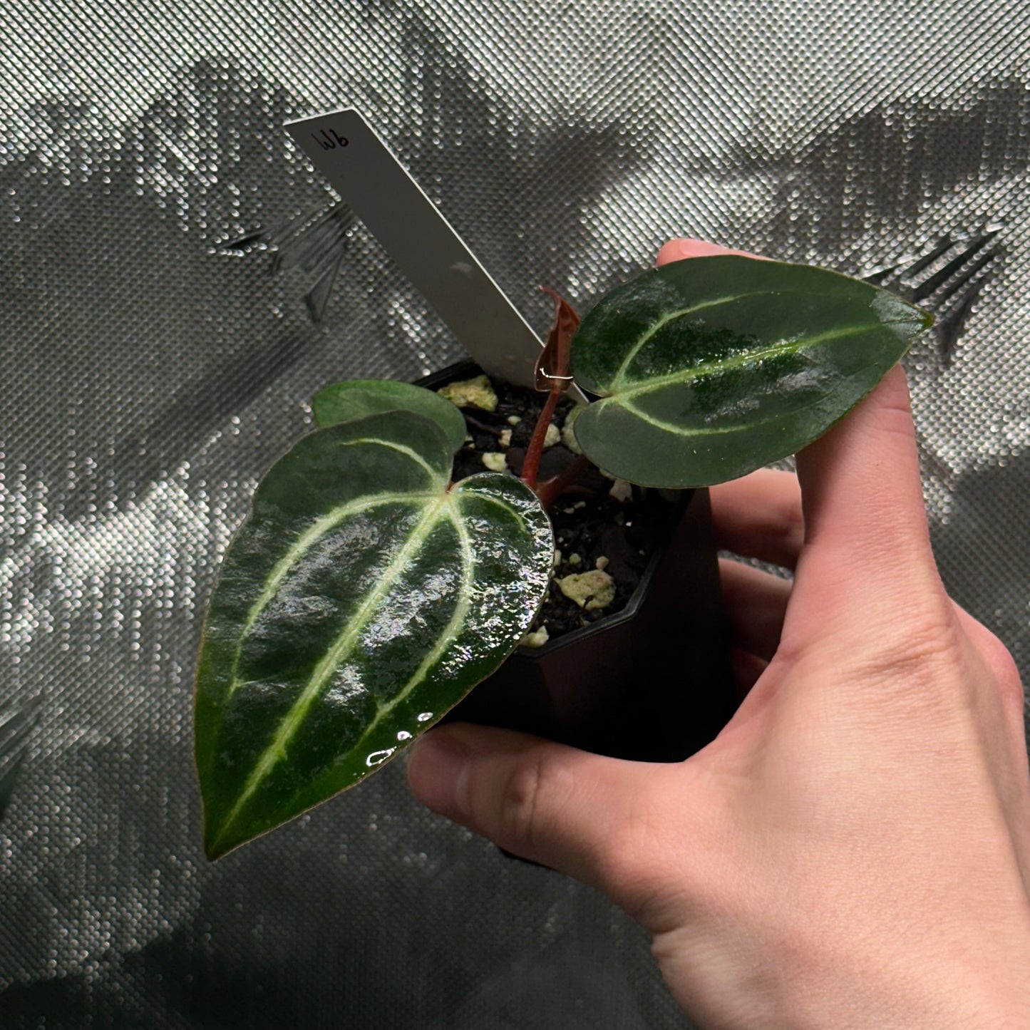 Anthurium carlablackiae ('Arachne' x RA6xRA5)