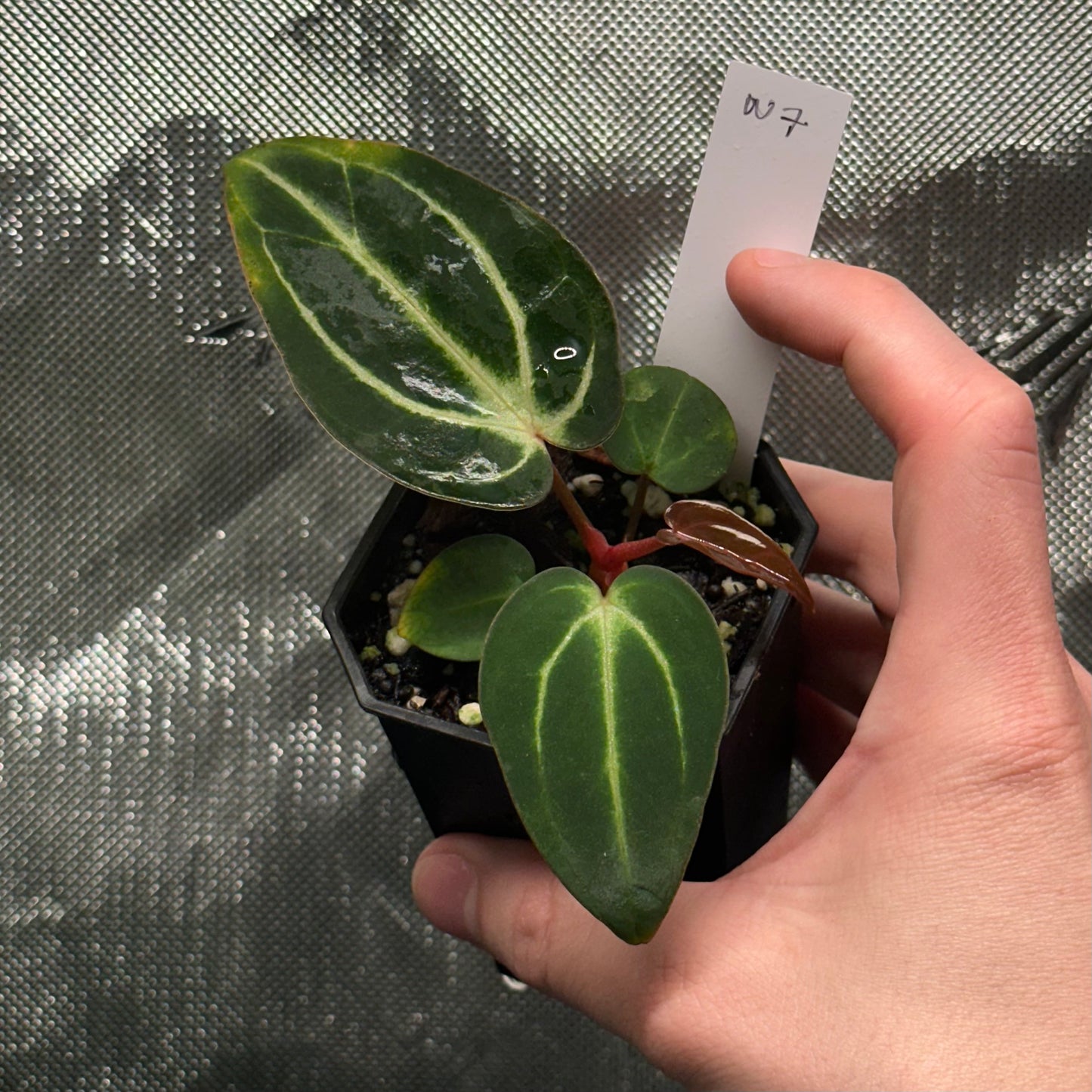 Anthurium carlablackiae ('Arachne' x RA6xRA5)