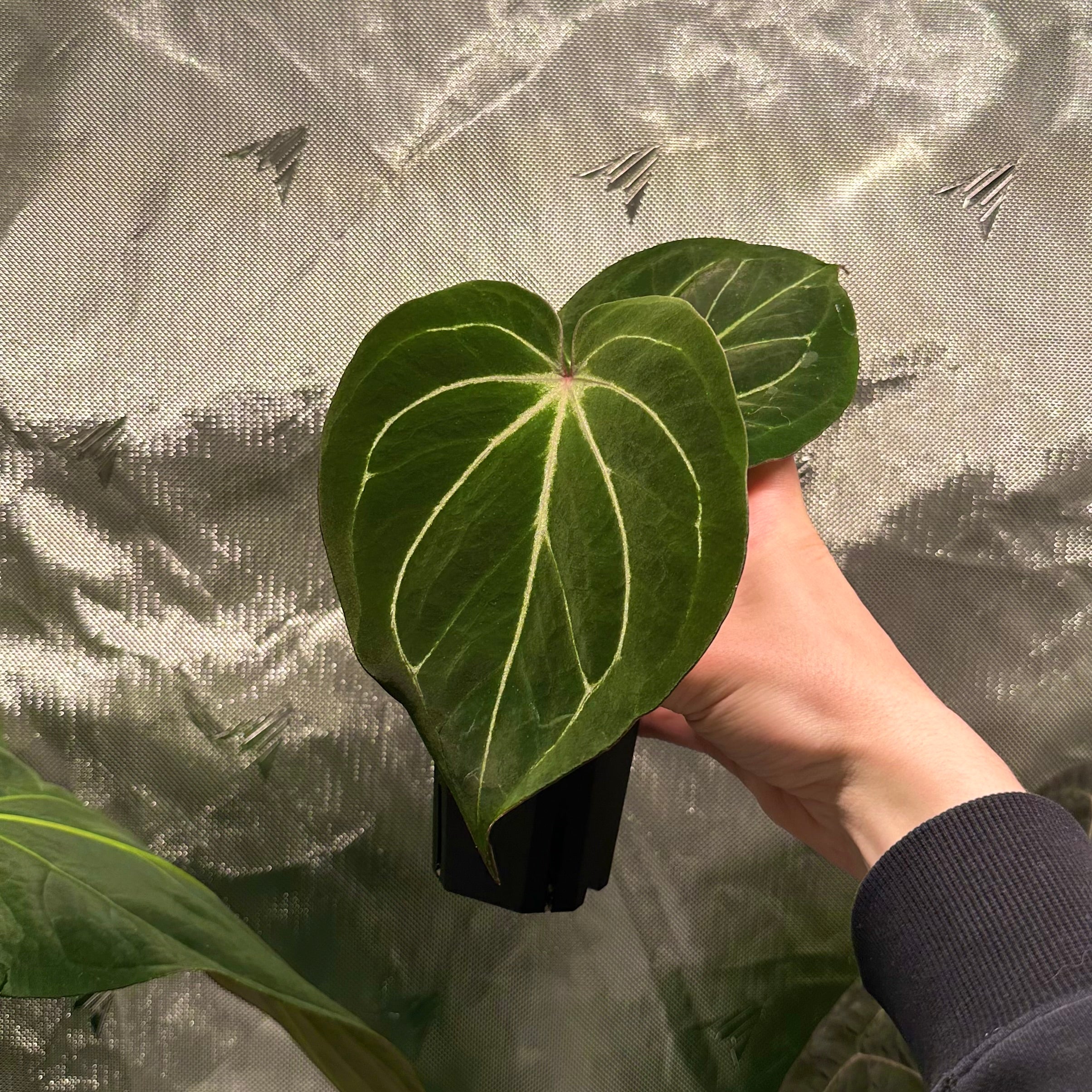 Anthurium 'King of Spades' by HU – nxcplants