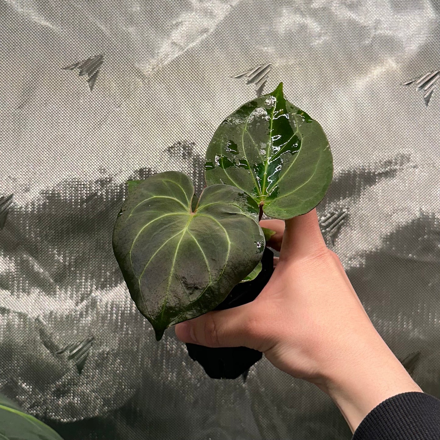 Anthurium 'King of Spades' by HU