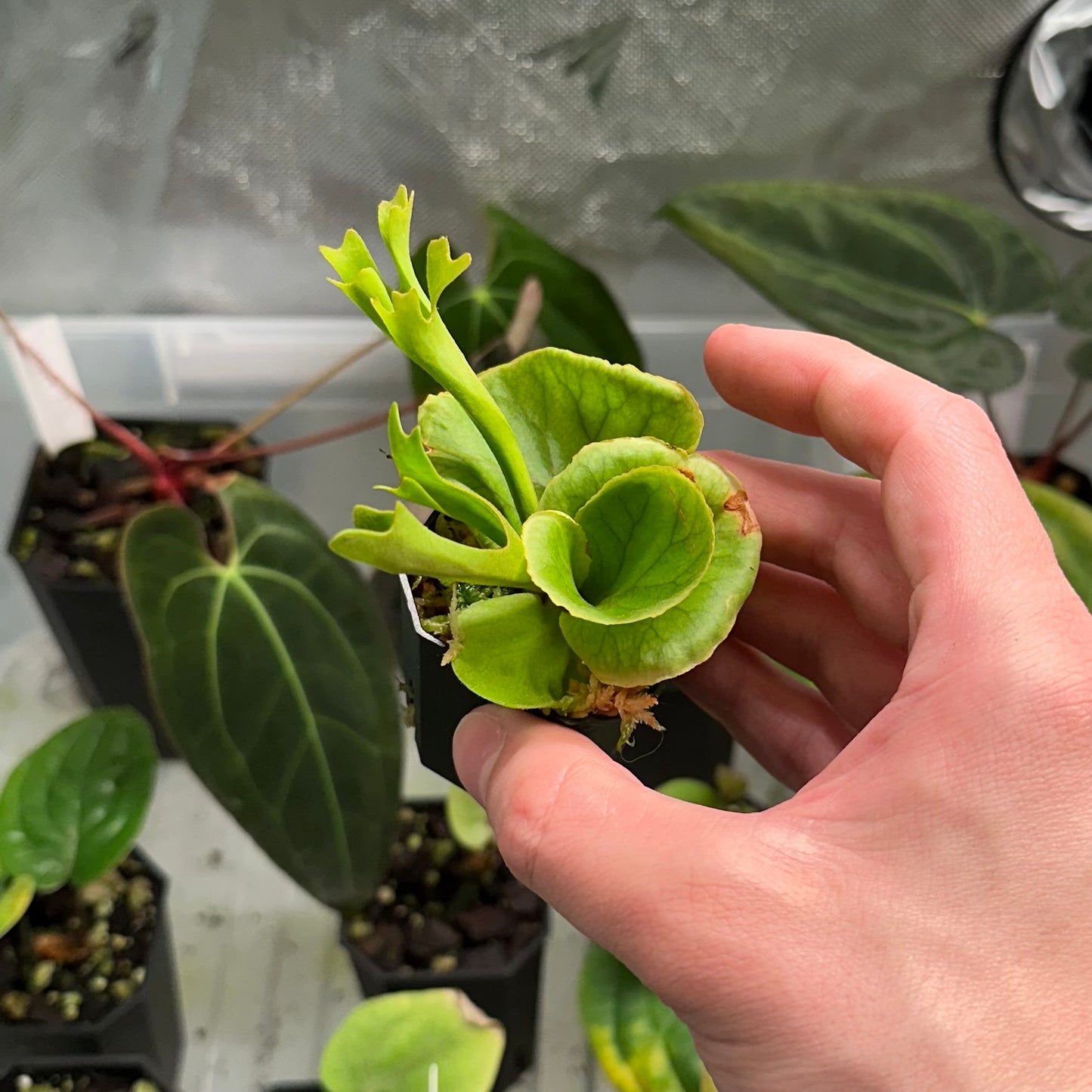 Platycerium ridleyi "Ano's Little Princess"
