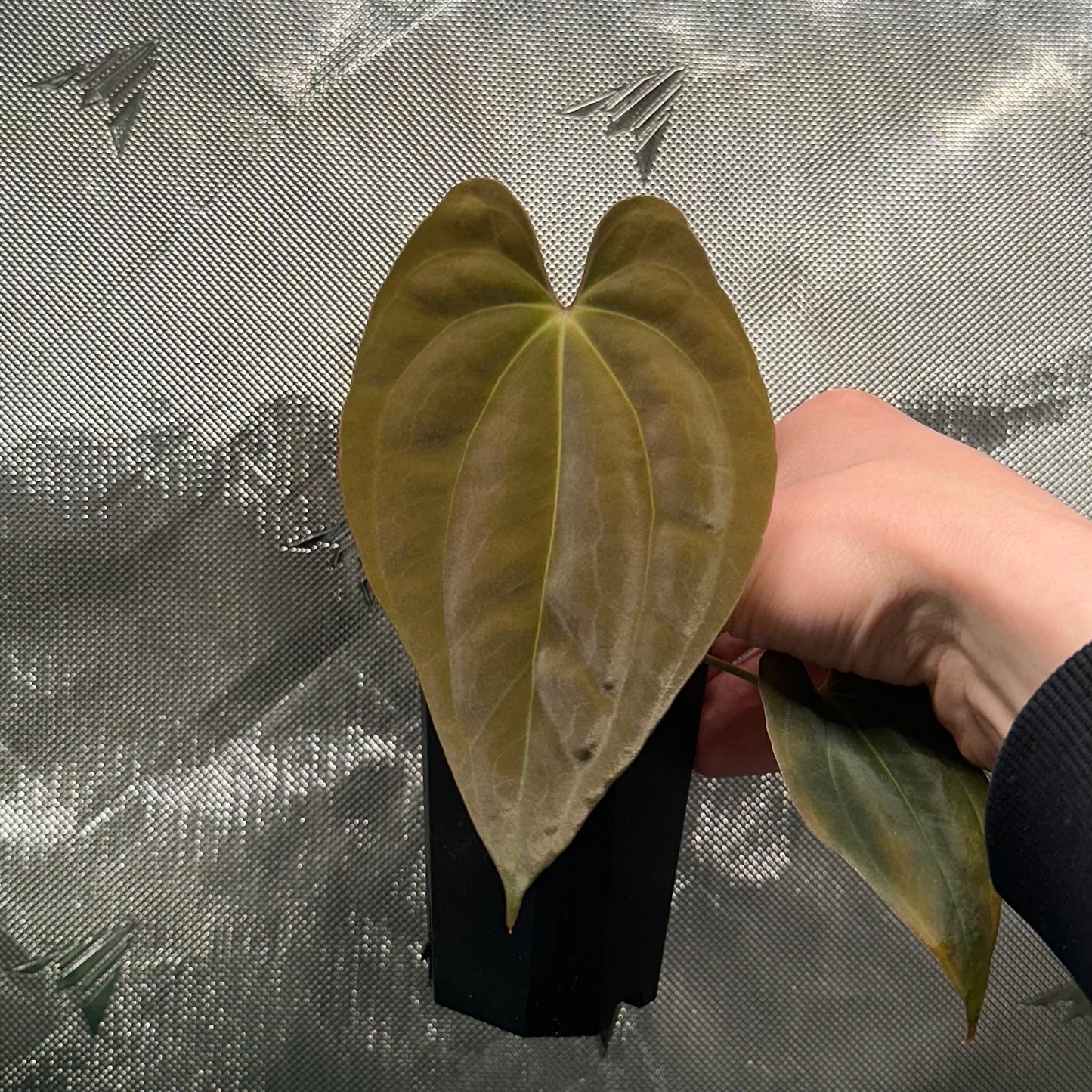 Anthurium antolakii/BVEP "OG" x self