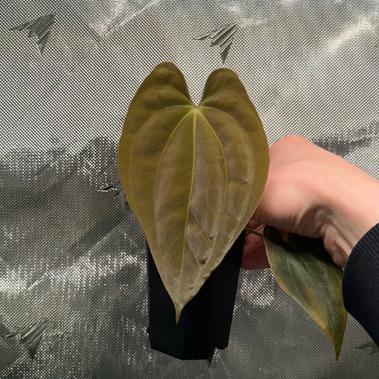 Anthurium antolakii/BVEP "OG" x self