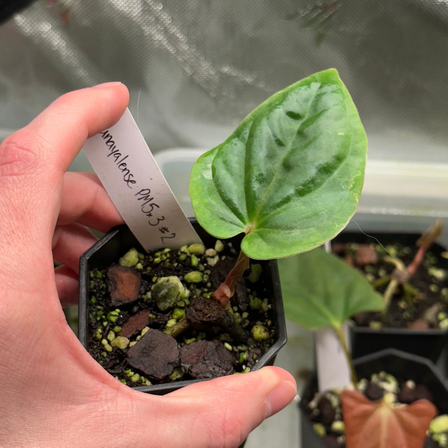 Anthurium kunayalense (PM5xPM3)