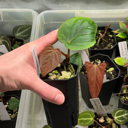 Anthurium kunayalense (PM5xPM3)