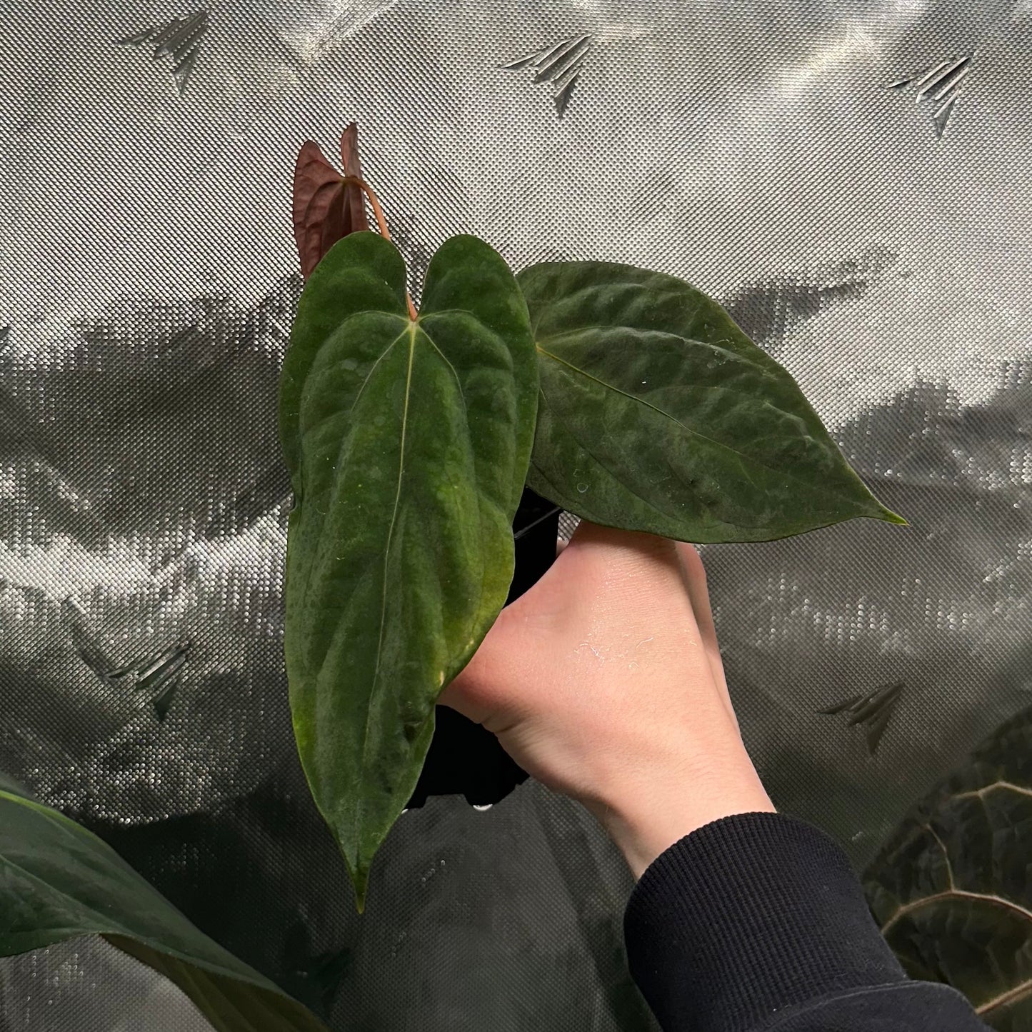 Anthurium papillilaminum "Ree Gardens" clone