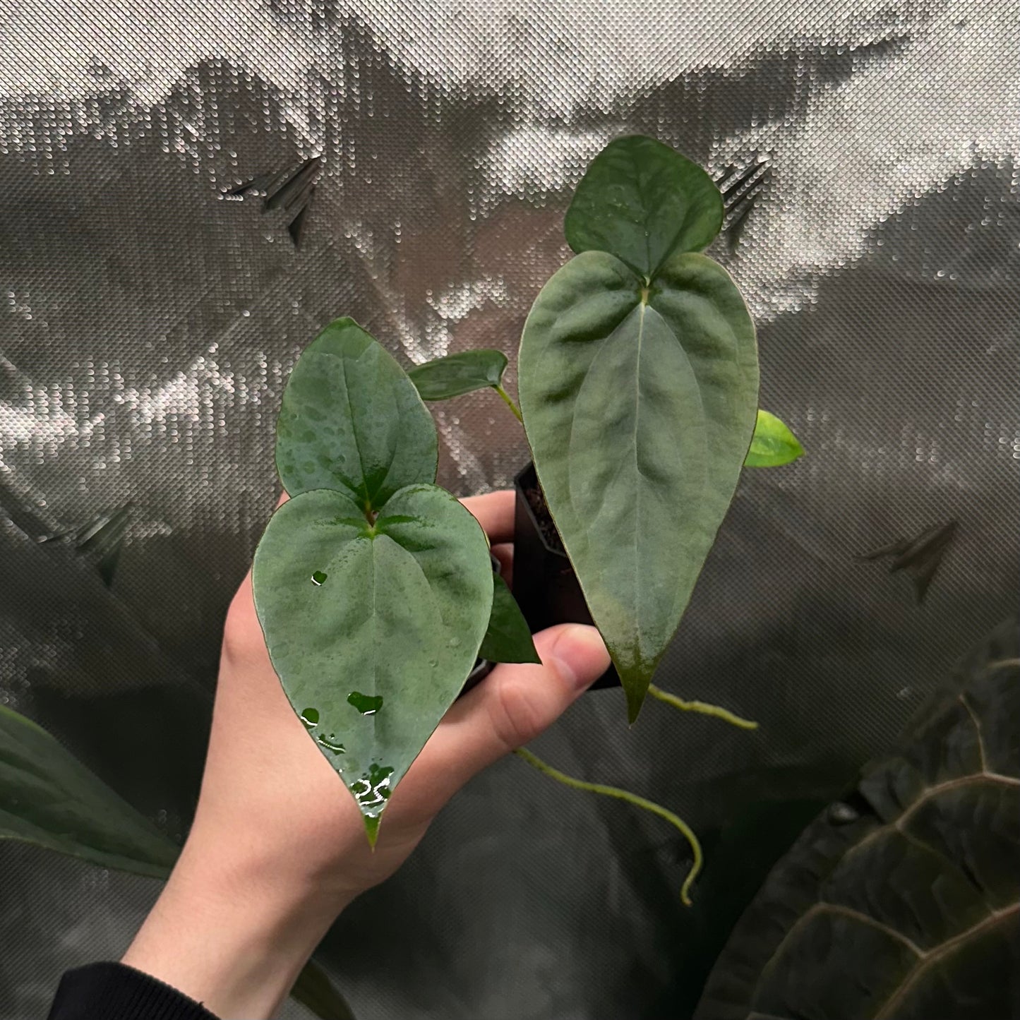 Anthurium sp. Napo x papillilaminum 'RA5 S1' *GROWERS CHOICE*