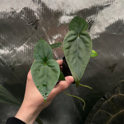 Anthurium sp. Napo x papillilaminum 'RA5 S1' *GROWERS CHOICE*